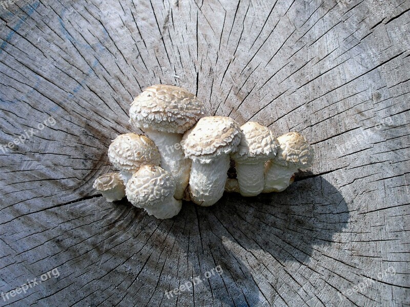 Mushrooms Log Forest Nature Tree