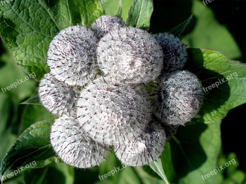 Thistle Plant Prickly Flora Woolly