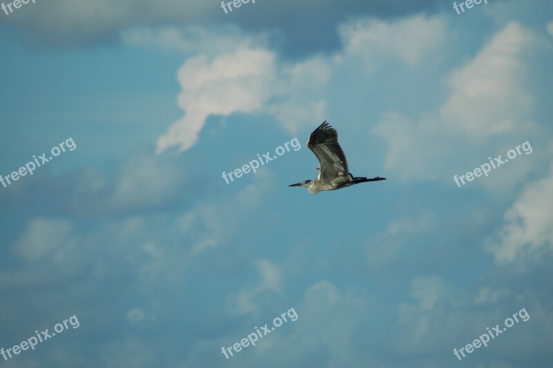 Bird Sky Bird View Wings Blue