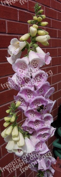 Flower Plant Purple White Nature