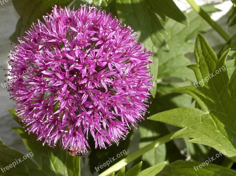 Purple Flower Flower With Bee Flower Nature Purple