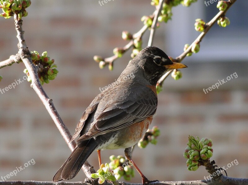 Birds Ornithology Nature Branches The Buds