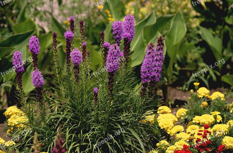 Nature Flowers Liatris Plants Garden