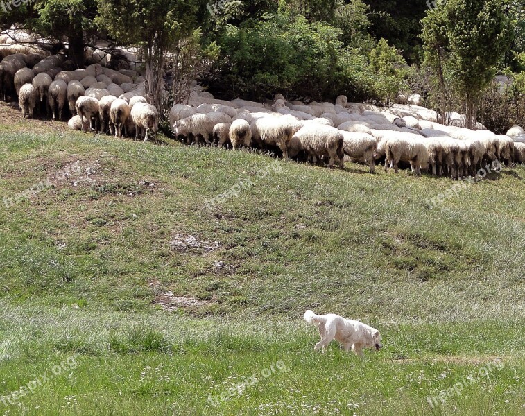 Grazing Sheep Sheep Poland Malopolska In Search Of Shade