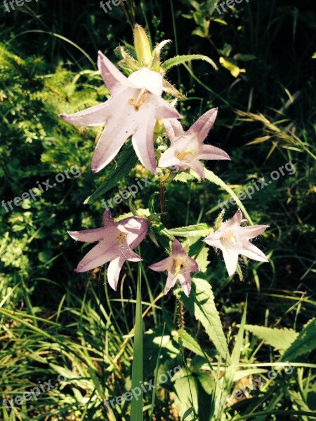 Flower Blossom Bloom Wild Flower Plant