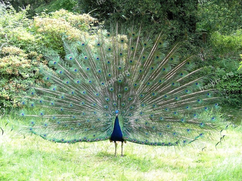 Peacock Peafowl Tail Feathers Plumage