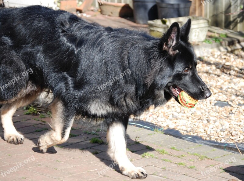 Dog German Shepherd Alsatian Pet