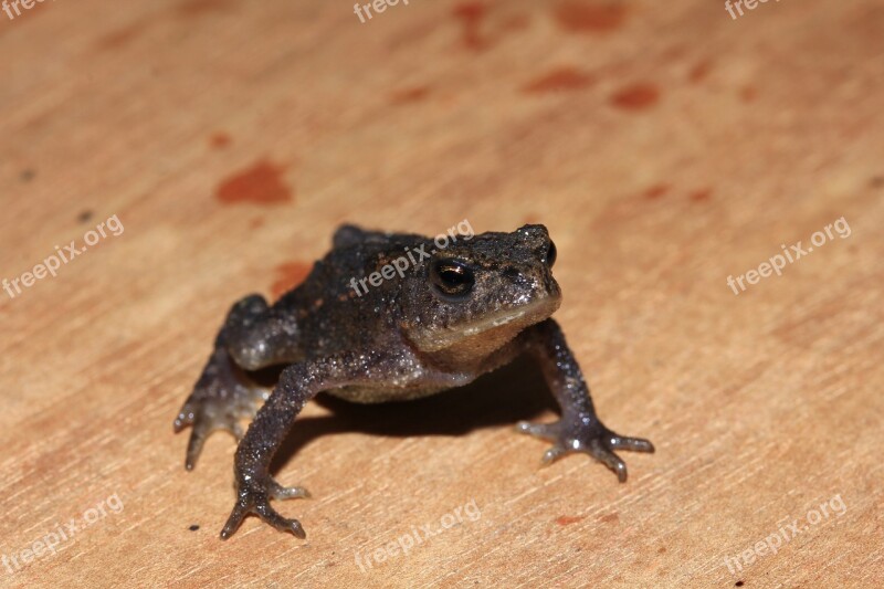 Frog Toad Amphibian Cute Frog Prince