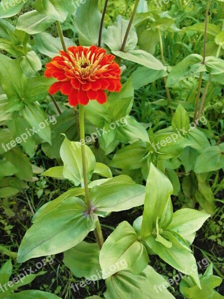 Zinnia Elegans Zinnia Red Flowers Free Photos