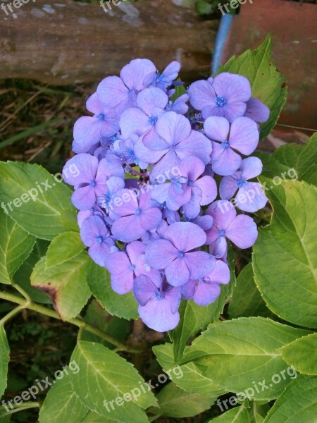 Hydrangea Purple Flowers Free Photos