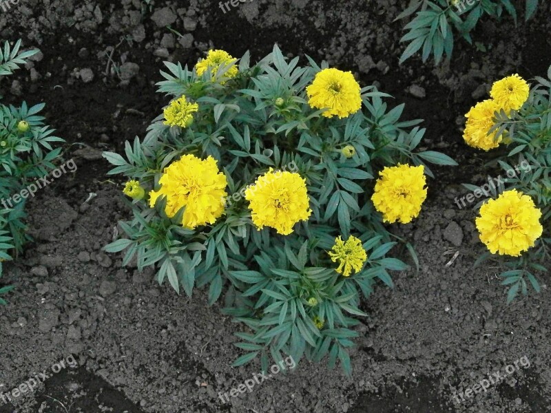 Marigold Yellow Flowers Summer Flowers Flower Bed Free Photos