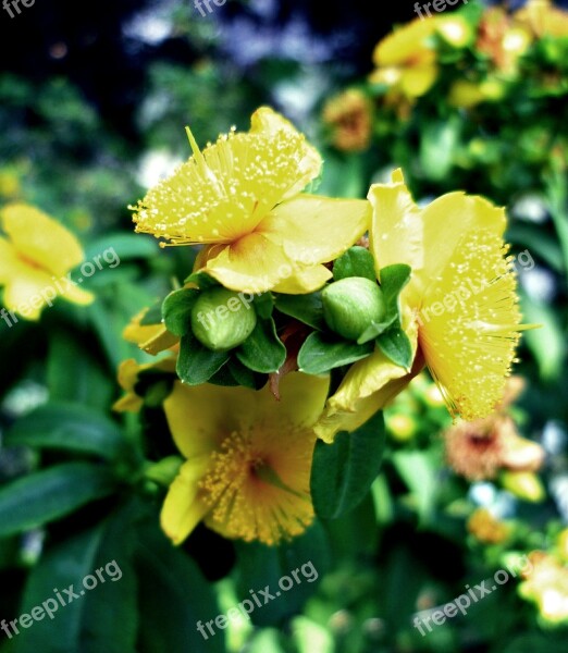 St John's Wort Blossom Bloom Bud Bush