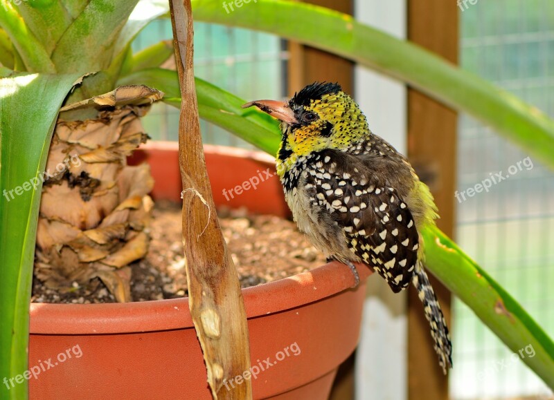 D'arnaud's Barbet Exotic Bird Nature Wildlife