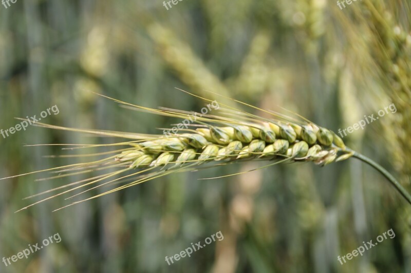 Cereals Arable Agriculture Grain Field