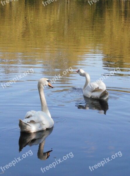 Swans Birds Fidelity Love Spring