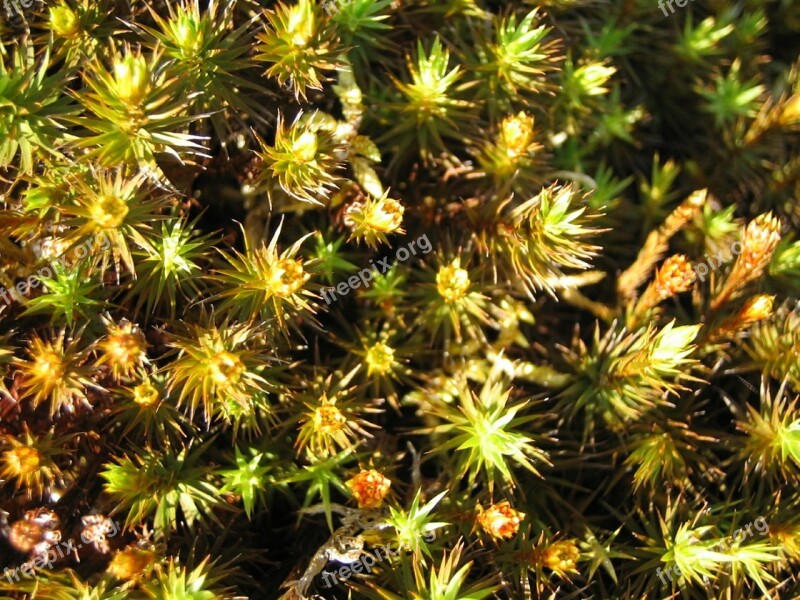 Moss Nature Green Close Up Finland