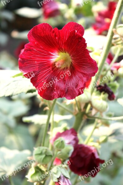 Mallow Plant Heart-shaped Leaves Pink Free Photos