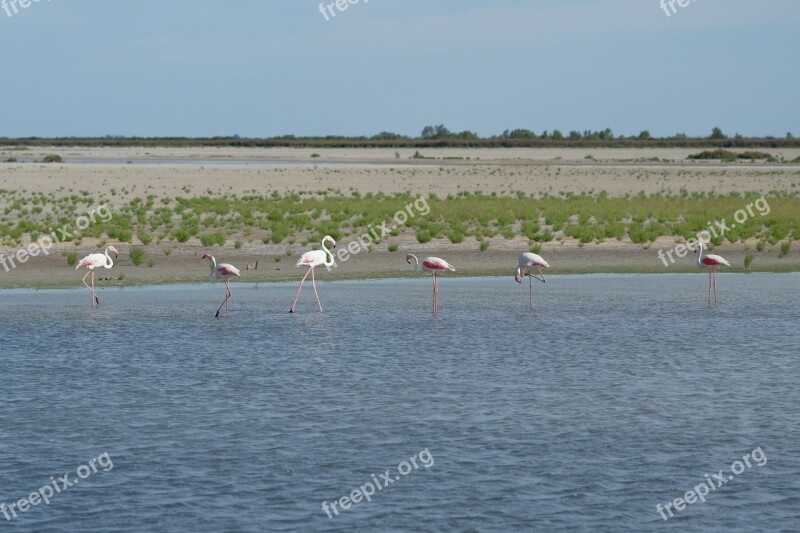 Flamingos Water Camarque France Wildlife