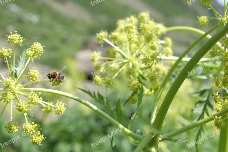 Insect Bee Plant Nature Yellow