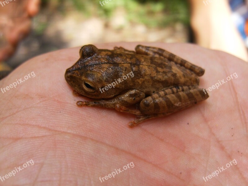 Anuran Frog Amphibian Hand Eye