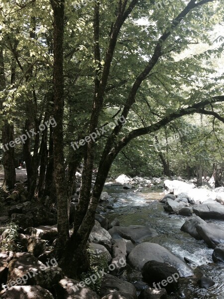 Stream Tree Water Rock Nature