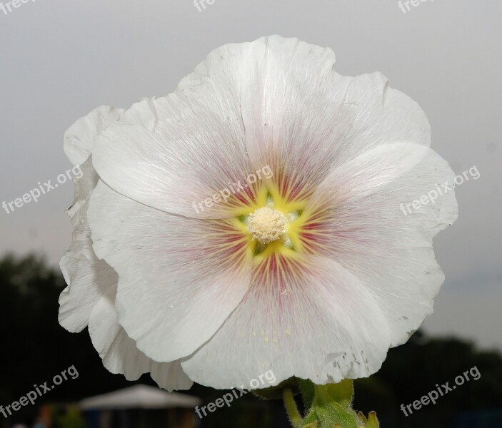 Flower Blossom Bloom White Close Up