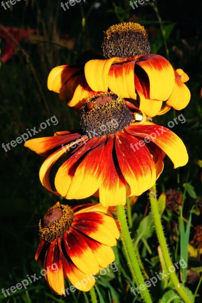 Flowers Red Yellow Close Up Color Beautiful