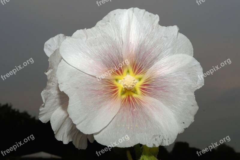 Flower Blossom Bloom White Close Up