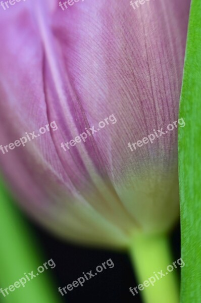 Tulip Flower Blossom Bloom Macro