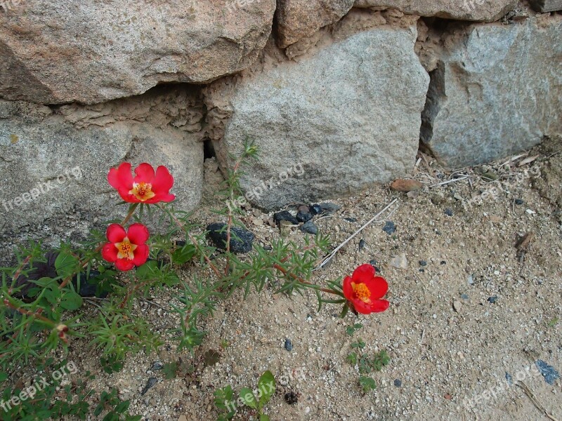 Flowers Portulaca Grandiflora Dirt Damme Hahoe Village