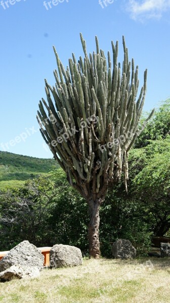 Curacao Cactus Pieksig Plant Nature