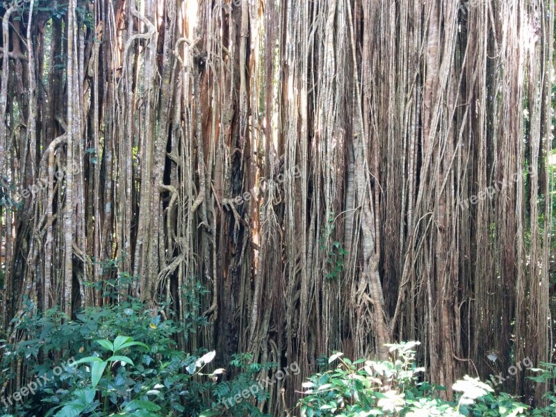 Roots Ficus Tree Forest Plant