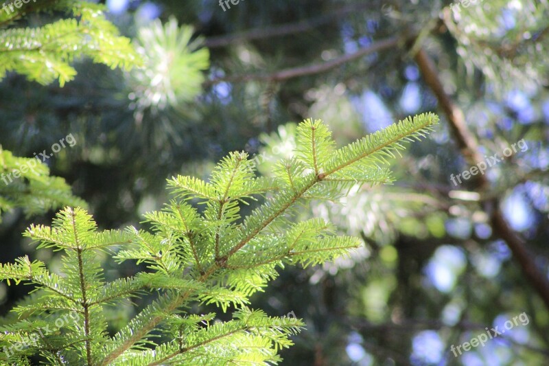 Pine Iglak Pine Cone Tree Twigs