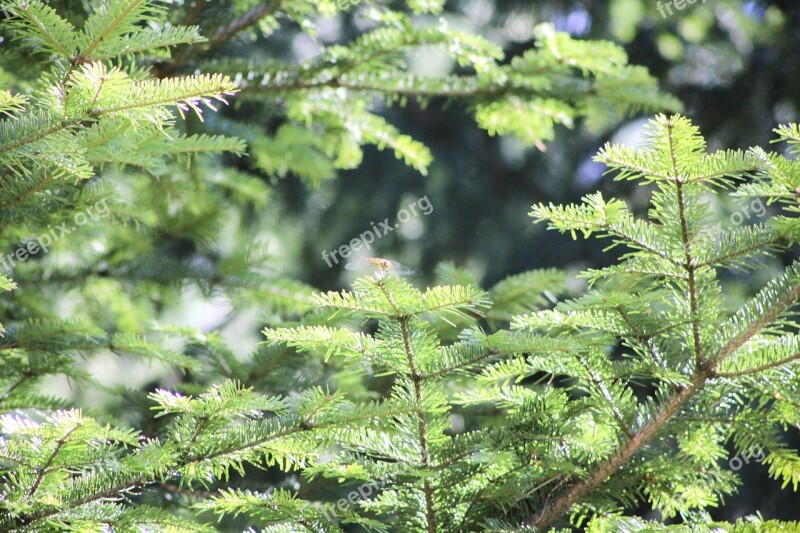 Pine Iglak Pine Cone Tree Twigs