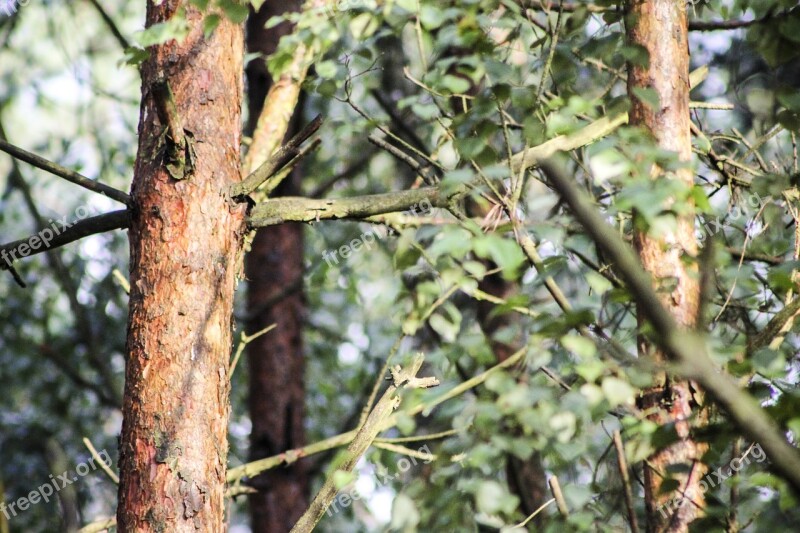 Tree Forest Trunk The Bark Branches