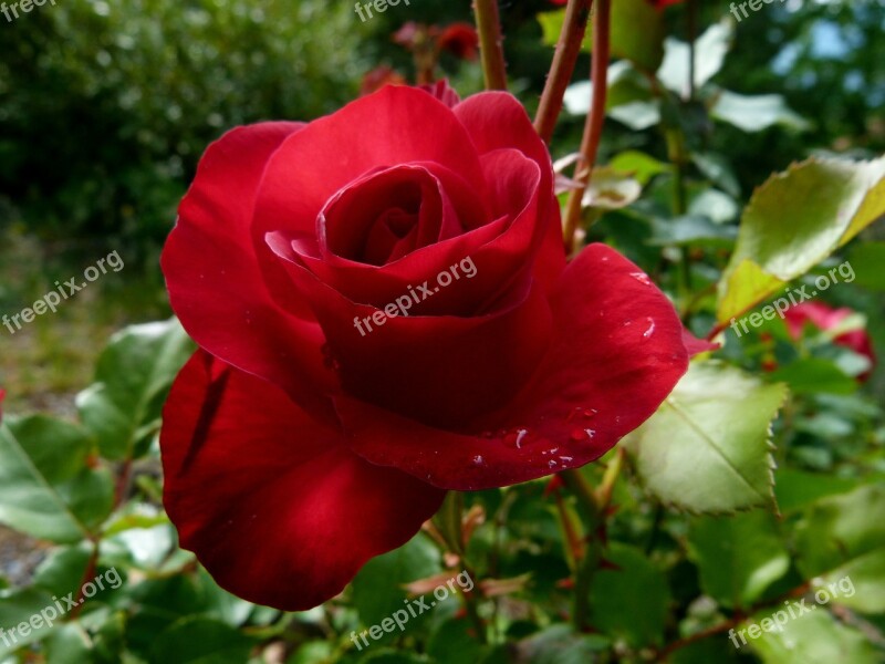 Pink Red Flower Macro Nature