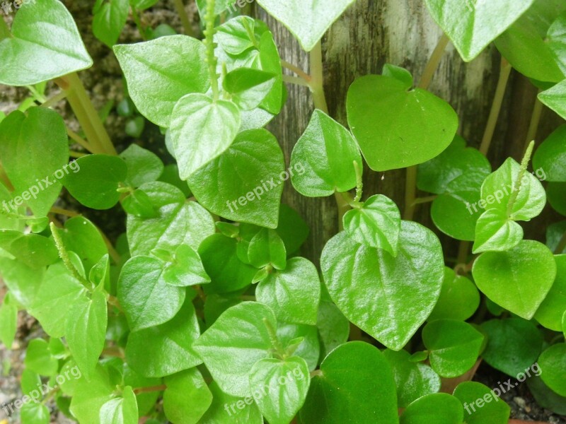 Peperomia Pellucida Green Leaves Nature Peperomia