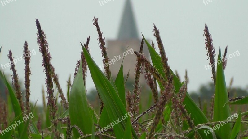 Nature Field Landscape Cereals Spike