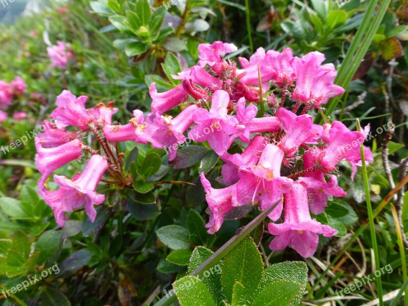 Alpine Rose Blossom Bloom Almrausch Mountain Flower