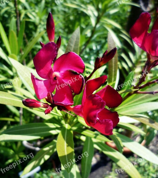 Oleander Purple Laurel Rose Toxic Blossom