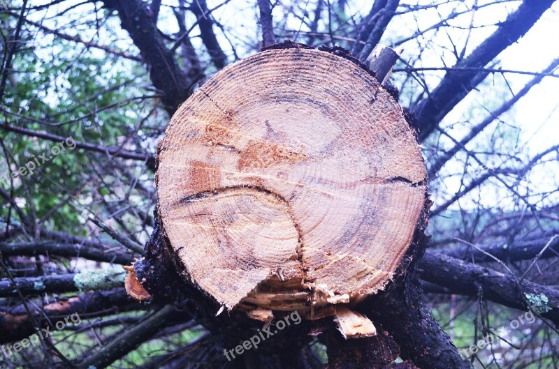 Ring Time Concentric Circles Light Tree Roots