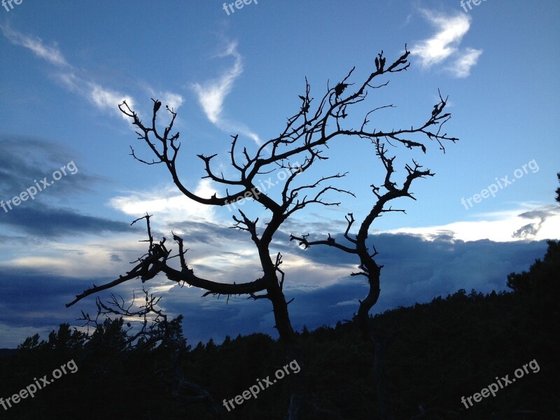 Evening Himmel Tree Silhouette Sweden