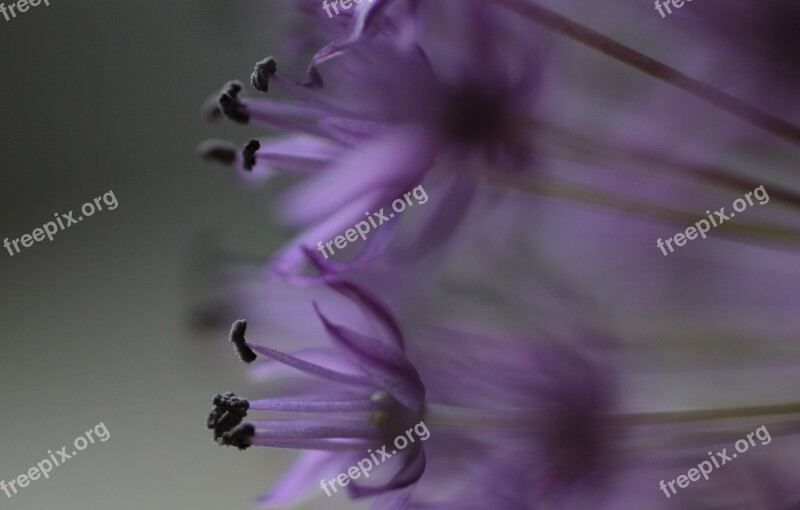 Allium Flowers Plant Purple Plants