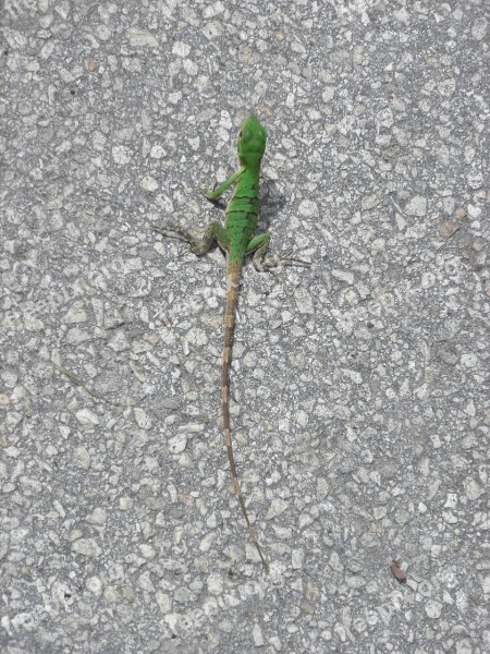 Lizard Reptile Green Asphalt Amphibian