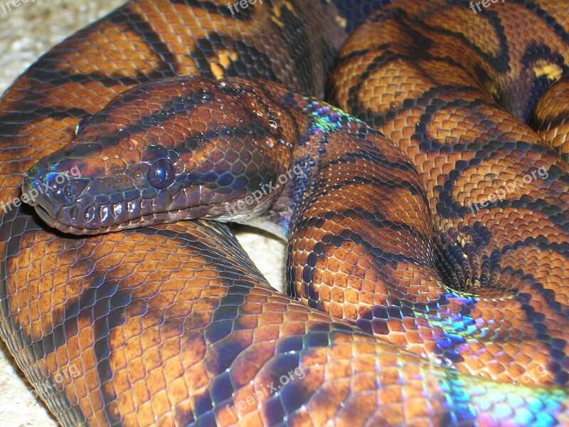 Rainbow Boa Constrictor Boa Python Epicrates Chenchria