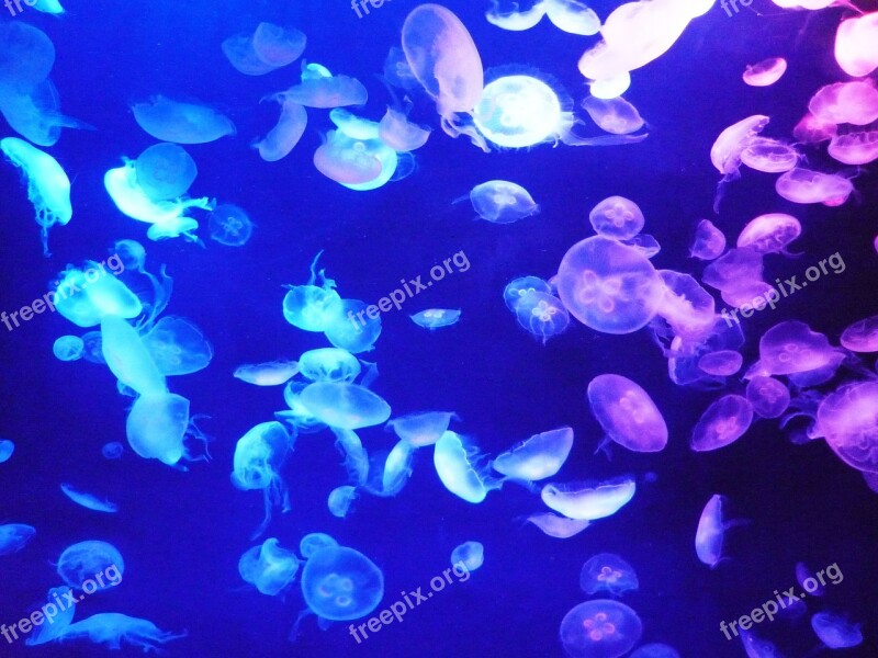 Jelly Fish Aquarium Tokyo Sea Life Free Photos