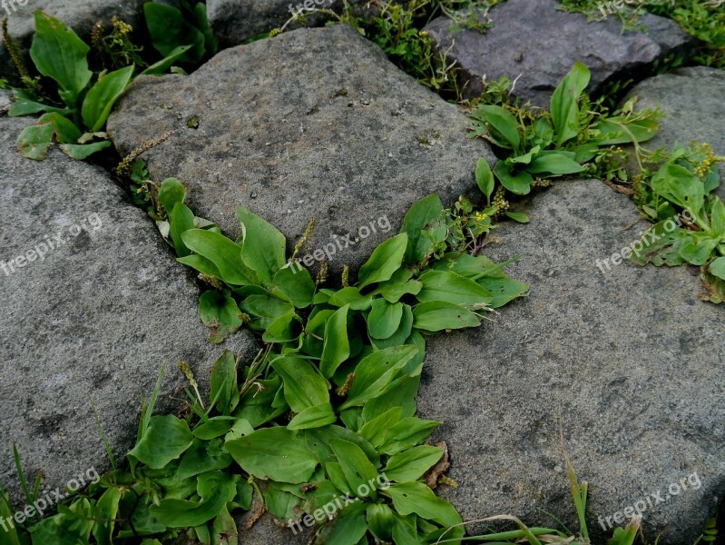 Paving Stones Stones Away Overgrown Middle Ages