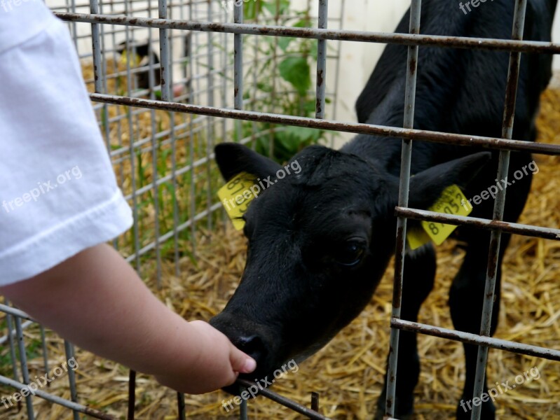 Calf Feed Straw Stall Black