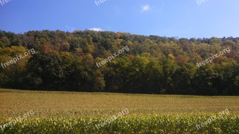 Corn Cornfield Fall Autumn Agriculture