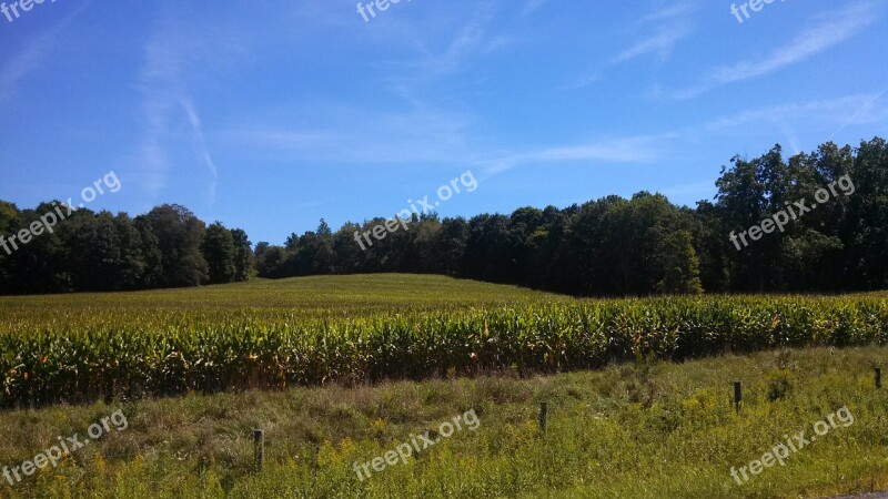 Corn Cornfield Landscape Free Photos